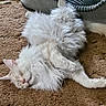 Caesar joined the competition — help win amazing prizes! cat, white_cat, sleeping, fluffy, fur, pet, indoor, carpet, cozy, relaxed, animal, mammal, whiskers, cute, domestic_cat, feline, resting, soft, long_hair, peaceful