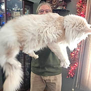 Caesar is registered to the contest to win money with this photo: cat, person, indoor, furniture, clock, cabinet, curtain, floor, glasses, furry, fluffy, holiday_lights, decorations, holding, pet, large_cat, home, window, standing, adult