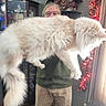 adult, cabinet, cat, clock, curtain, decorations, floor, fluffy, furniture, furry, glasses, holding, holiday_lights, home, indoor, large_cat, person, pet, standing, window