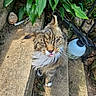 Ms. Fancy is registered to the contest to win money with this photo: cat, tabby_cat, long_hair, tongue_out, outdoor, plants, leaves, concrete_steps, metal_railing, garden_sprayer, whiskers, fur, paws, sunlight, shadow, sneaker, nature, pet, playful, close_up