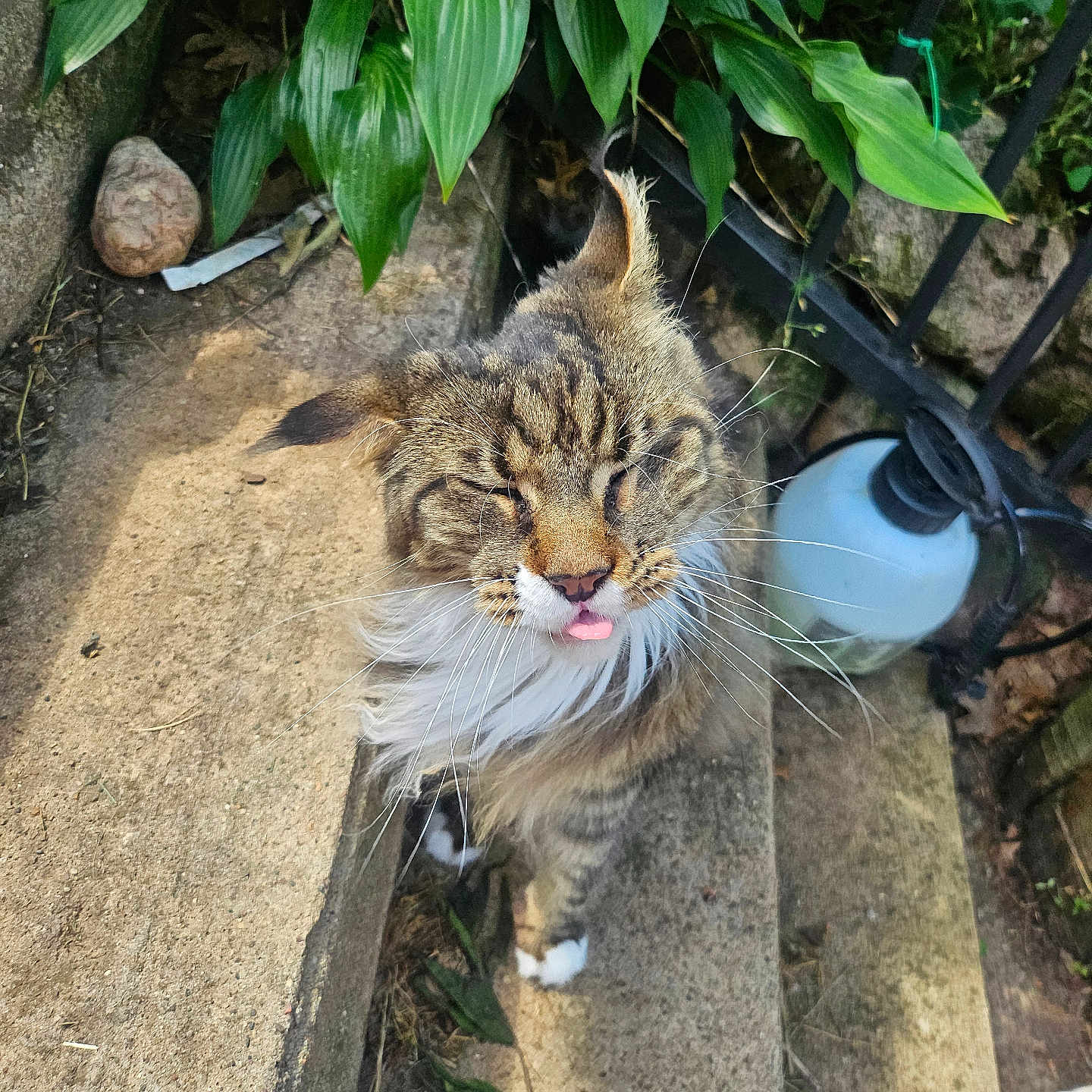 Ms. Fancy is registered to the contest to win money with this photo: cat, tabby_cat, long_hair, tongue_out, outdoor, plants, leaves, concrete_steps, metal_railing, garden_sprayer, whiskers, fur, paws, sunlight, shadow, sneaker, nature, pet, playful, close_up