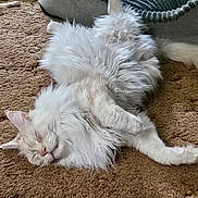 Ms. Fancy is registered to the contest to win money with this photo: cat, white_cat, fluffy, sleeping, resting, indoor, carpet, pet, feline, cozy, relaxed, animal, fur, whiskers, paw, tail, home, cute, peaceful, nap