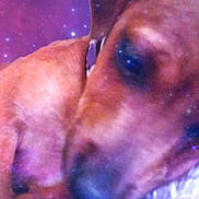 Ollie joined the competition — help win amazing prizes! animal, astronomy, canine, dog, face, glitter, head, hound, lighting, nature, night, outdoors, person, pet, photography, portrait, puppy, purple, snout, starrysky