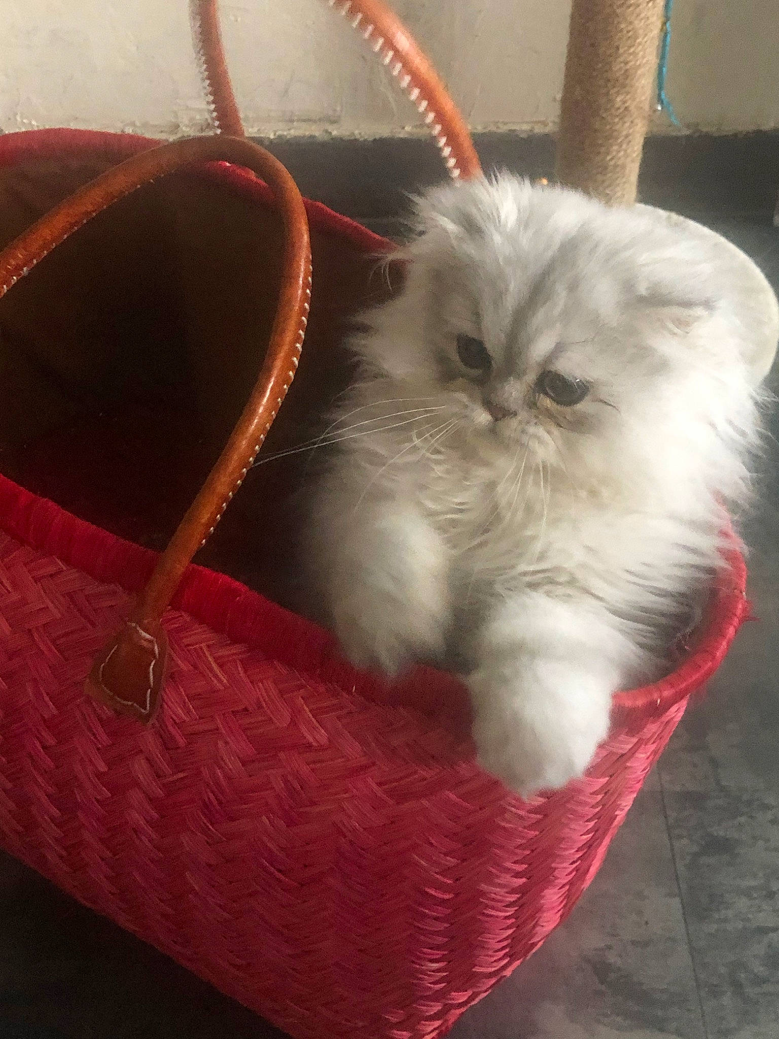 Pilou participe au concours pour gagner de l'argent avec cette photo : asian_semi_longhair, basket, british_longhair, british_semi_longhair, carnivore, cat, domestic_long_haired_cat, fawn, felidae, kitten, mammal, persian, ragamuffin, ragdoll, small_to_medium_sized_cats, whiskers