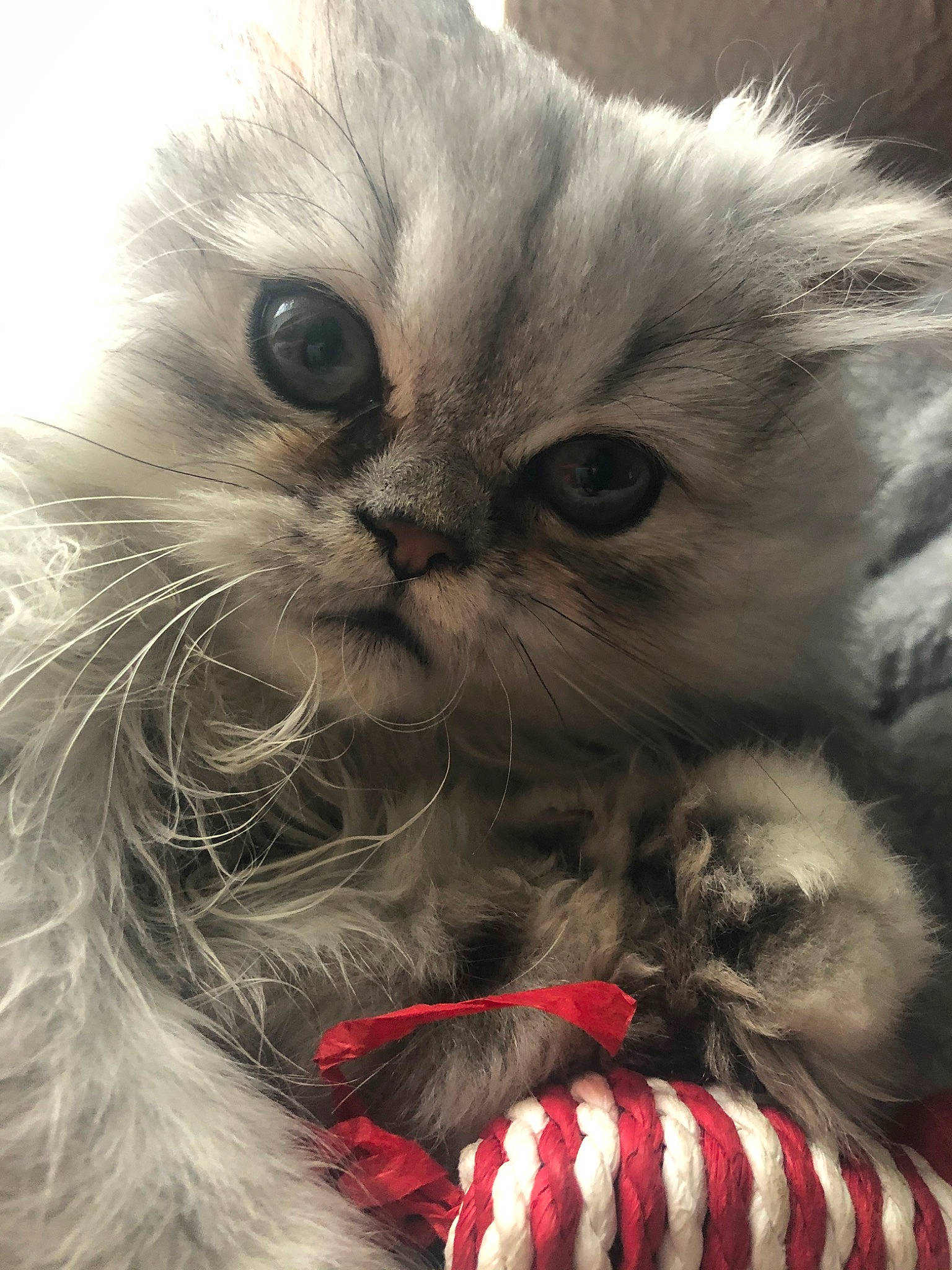 Pilou a rejoint le concours — aidez-le/la à gagner de superbes lots ! asian, asian_semi_longhair, british_longhair, british_semi_longhair, carnivore, cat, claw, domestic_long_haired_cat, eye, felidae, fur, himalayan, kitten, mammal, paw, persian, ragdoll, small_to_medium_sized_cats, snout, whiskers