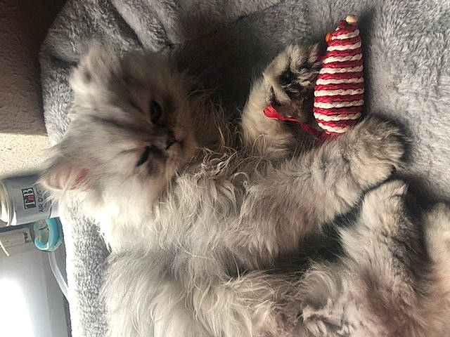 Pilou a rejoint le concours — aidez-le/la à gagner de superbes lots ! carnivore, cat, felidae, fictional_character, fur, illustration, nose, small_to_medium_sized_cats, tail, whiskers