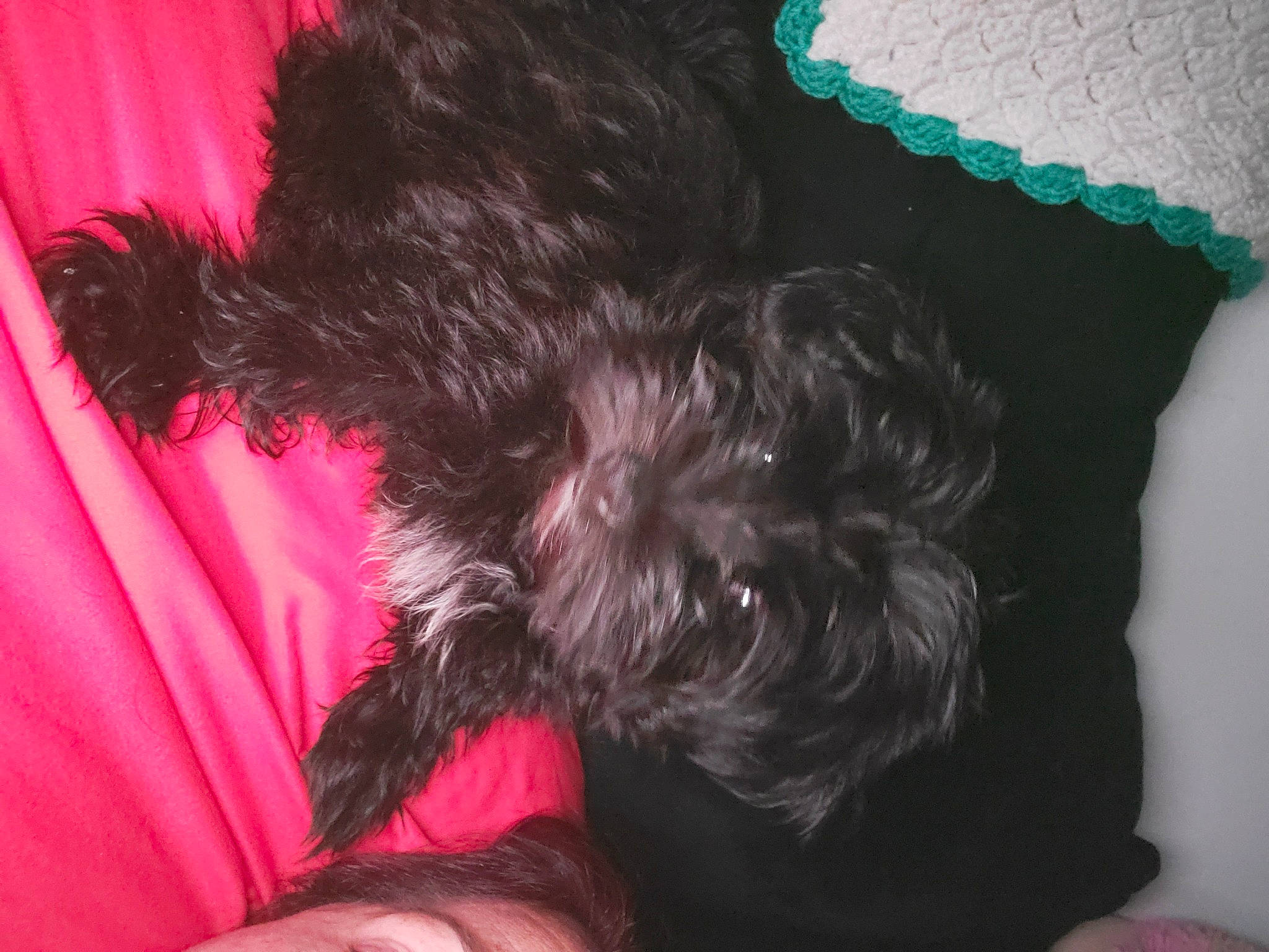 Morkie is registered to the contest to win money with this photo: affenpinscher, bolonka, canidae, carnivore, dog, dog_breed, ear, miniature_schnauzer, non_sporting_group, puppy, schnauzer, schnoodle, sporting_group, terrier, toy_dog