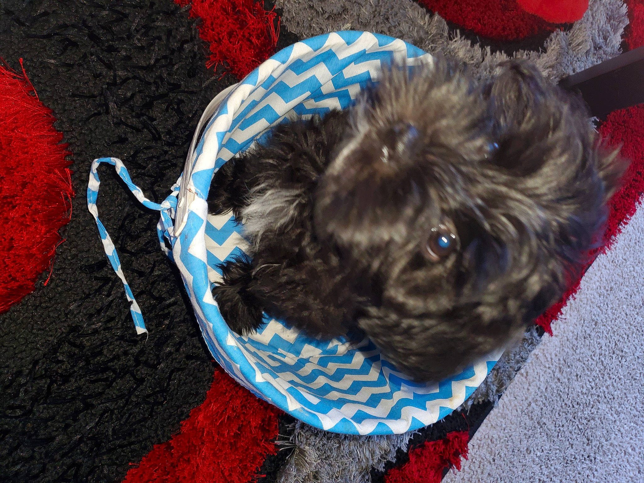 Morkie joined the competition — help win amazing prizes! affenpinscher, bolonka, canidae, carnivore, chinese_imperial_dog, cockapoo, companion_dog, crochet, dog, dog_breed, griffon_bruxellois, non_sporting_group, pekapoo, puppy, schnoodle, shih_poo, shih_tzu, sporting_group, toy_dog, toy_poodle