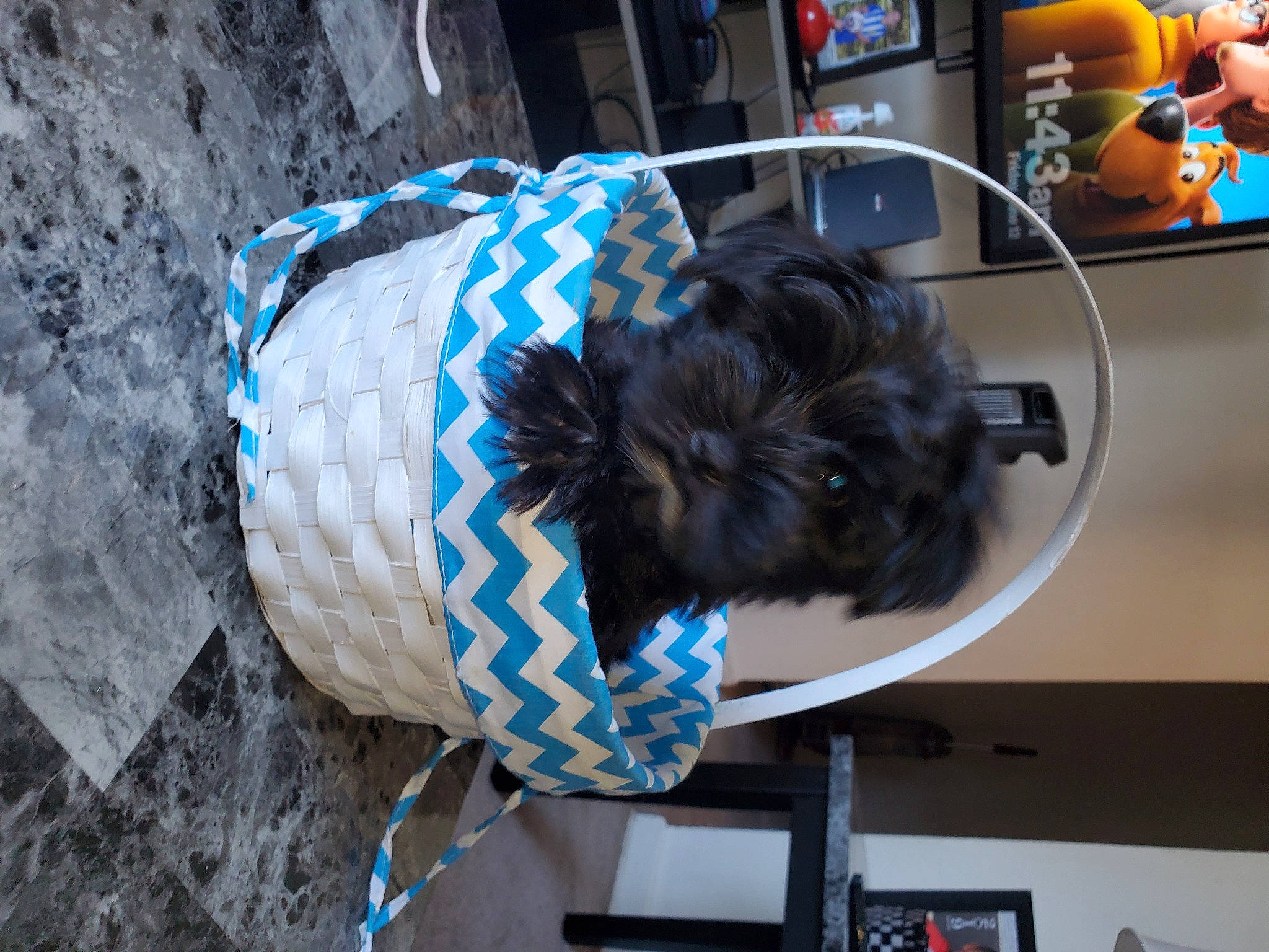 Morkie is registered to the contest to win money with this photo: affenpinscher, blue, canidae, sporting_group, wool