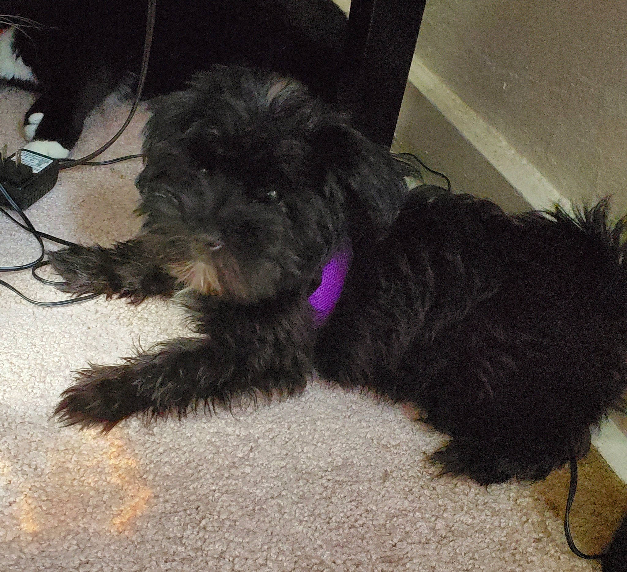 Morkie is registered to the contest to win money with this photo: affenpinscher, bolonka, canidae, carnivore, companion_dog, dog, dog_breed, maltepoo, mammal, miniature_schnauzer, non_sporting_group, puppy, rare_breed_dog, schnauzer, schnoodle, shih_tzu, sporting_group, terrier, toy_dog, vertebrate