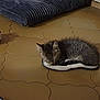 kitten, cat, sleeping, slipper, floor, tile_floor, toy, blanket, cozy, indoor, pet, fur, small, cute, resting, domestic_animal, quiet, home, animal, feline