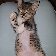 Hercule participe au concours pour gagner de l'argent avec cette photo : kitten, cat, sleeping, paw, fur, pet, animal, cute, relaxed, lap, human, resting, whiskers, tabby, small, indoor, soft, adorable, pink_paw, closed_eyes