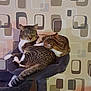 cat, tabby_cat, feline, pet, sleeping, resting, cozy, cat_tree, indoor, animal, fur, whiskers, ears, tail, two_cats, patterned_wallpaper, home, cute, companion, relaxing