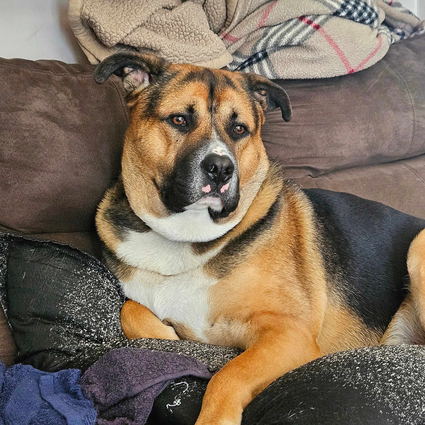 Moses is registered to the contest to win money with this photo: animal, black, blanket, brown, canine, comfort, couch, cozy, dog, fur, home, indoor, large_dog, living_room, pet, pillow, relaxed, resting, soft, white