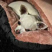 Blanco participe au concours pour gagner de l'argent avec cette photo : dog, white_dog, blanket, pink_blanket, cozy, pet, animal, sleepy, fur, ears, snout, bed, resting, cute, indoor, soft_texture, black_surface, comfort, nose, relaxed