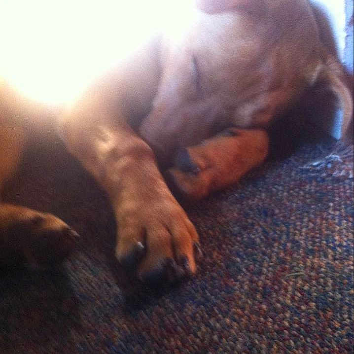 Gus