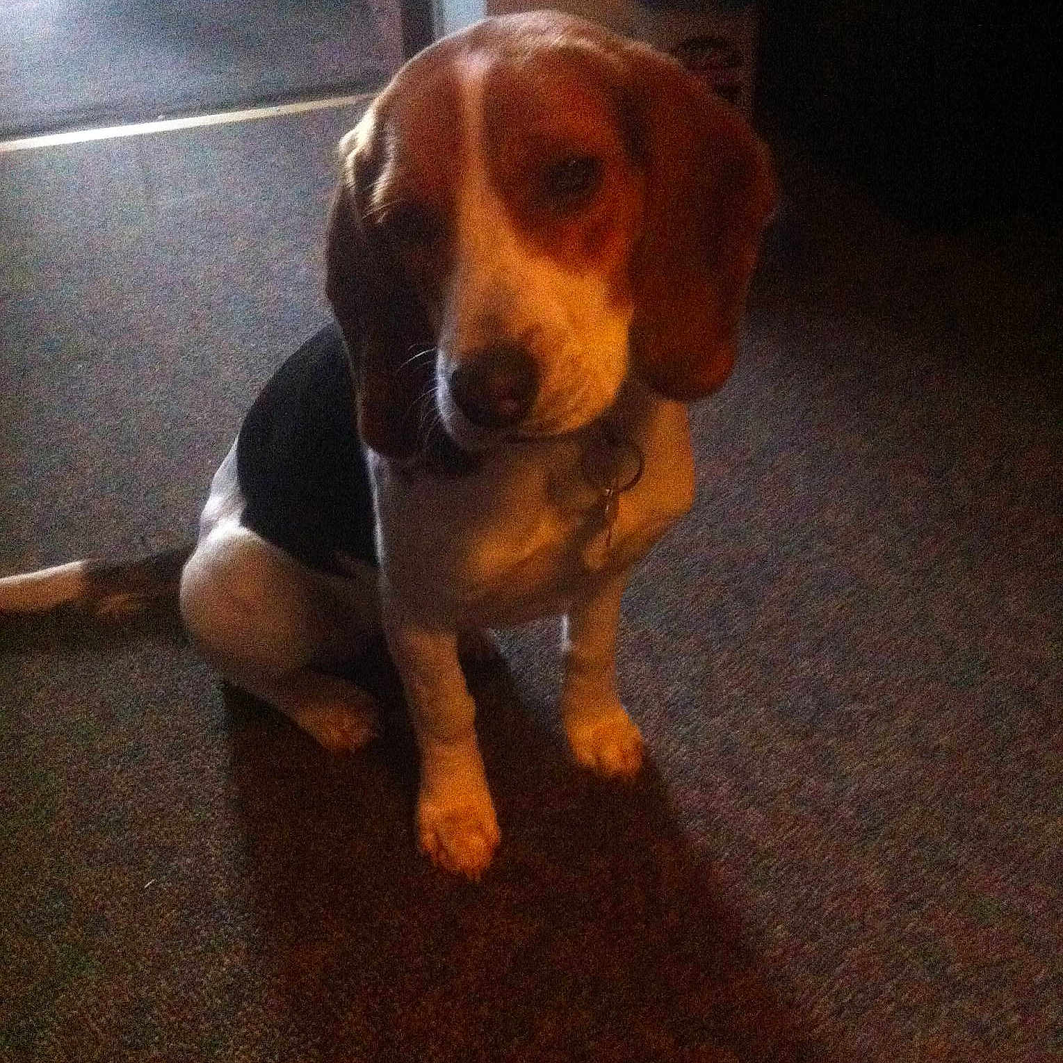 Lola is registered to the contest to win money with this photo:
