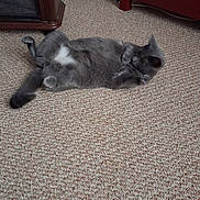 Lily joined the competition — help win amazing prizes! cat, gray_cat, feline, pet, indoor, carpet, floor, lying_down, on_back, relaxed, sleeping, curled_paws, fluffy, tail, ears, whiskers, home, furniture, red_cabinet, cozy