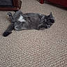 cat, gray_cat, feline, pet, indoor, carpet, floor, lying_down, on_back, relaxed, sleeping, curled_paws, fluffy, tail, ears, whiskers, home, furniture, red_cabinet, cozy