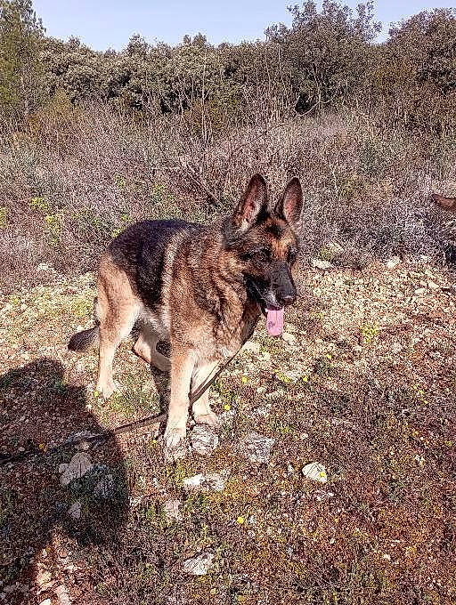 Hawai participe au concours pour gagner de l'argent avec cette photo : canidae, canis, carnivore, dog, dog_breed, east_european_shepherd, fawn, german_shepherd_dog, grass, plant, sky, soil, sporting_group, sulimov_dog, tail, terrestrial_animal, working_animal, working_dog