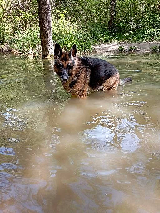Hawai a rejoint le concours — aidez-le/la à gagner de superbes lots ! canidae, carnivore, creek, dog, dog_breed, german_shepherd_dog, herding_dog, king_shepherd, lake, old_german_shepherd_dog, plant, reflection, snout, sporting_group, tree, water, watercourse, wildlife, working_animal, working_dog