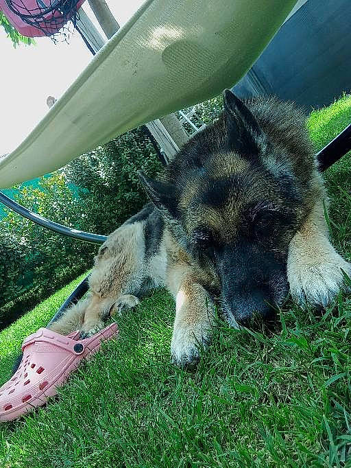 Hawai a rejoint le concours — aidez-le/la à gagner de superbes lots ! canidae, carnivore, companion_dog, dog, dog_breed, foot, german_shepherd_dog, grass, herding_dog, king_shepherd, old_german_shepherd_dog, paw, plant, shade, snout, sporting_group, tail, terrestrial_animal, working_animal, working_dog