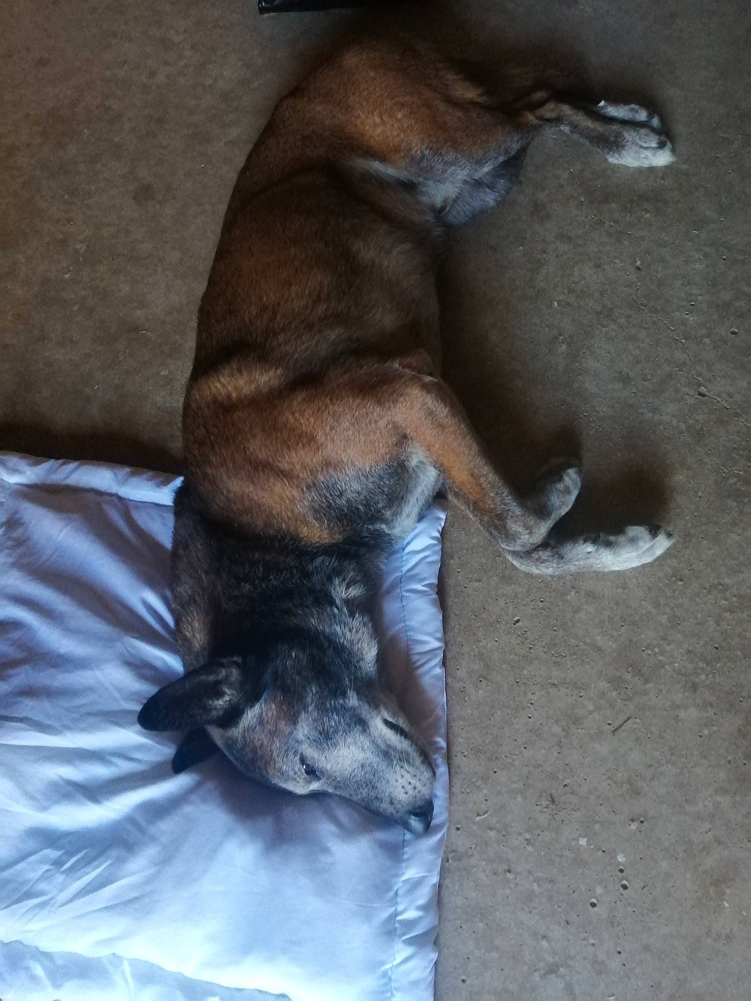 Jazz a rejoint le concours — aidez-le/la à gagner de superbes lots ! canidae, carnivore, claw, comfort, companion_dog, dog, dog_breed, fawn, felidae, foot, fur, human_leg, liver, paw, small_to_medium_sized_cats, snout, sporting_group, tail, terrestrial_animal, whiskers