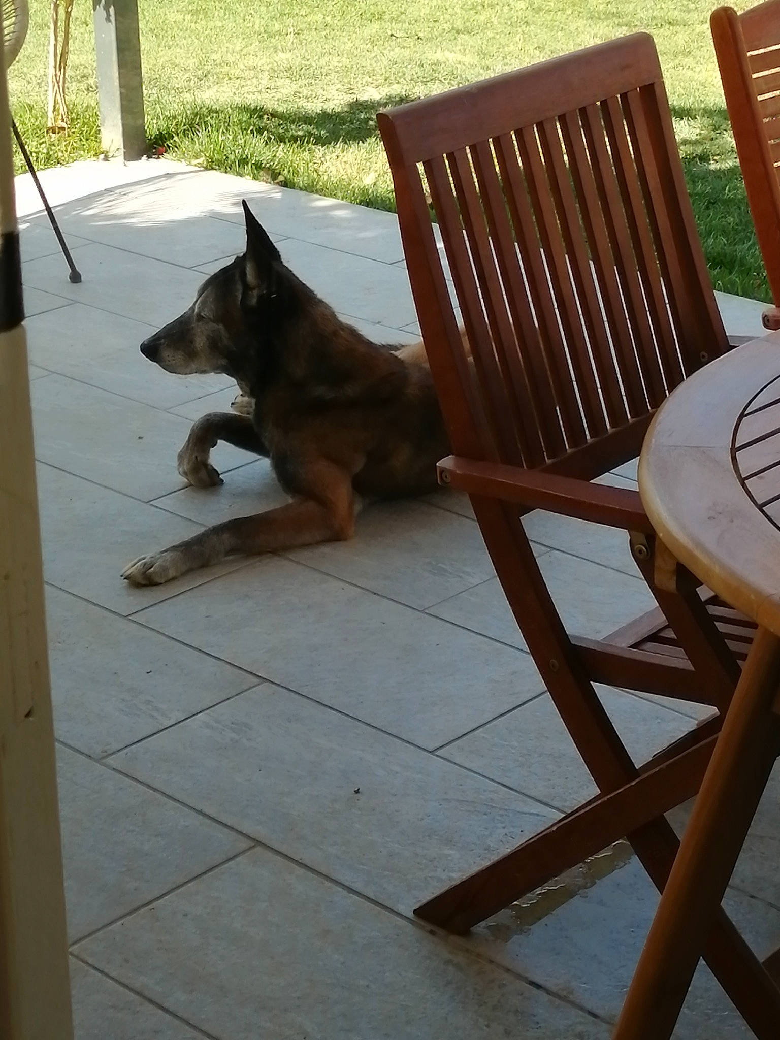 Jazz a rejoint le concours — aidez-le/la à gagner de superbes lots ! armrest, carnivore, chair, comfort, companion_dog, dog, dog_breed, fawn, flooring, furniture, grass, hardwood, outdoor_furniture, outdoor_table, plant, shade, tail, wood, wood_stain, working_animal