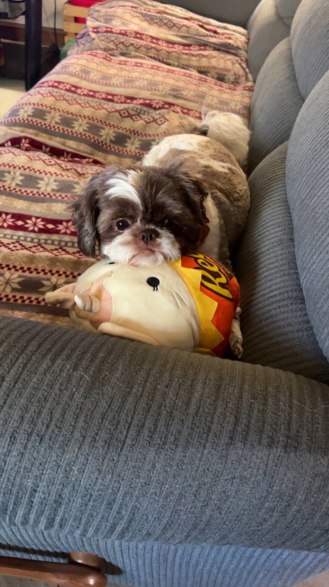 Reeses joined the competition — help win amazing prizes! canidae, carnivore, comfort, companion_dog, dog, dog_breed, dog_collar, dog_supply, fawn, fur, liver, pet_supply, shih_poo, shih_tzu, small_terrier, snout, sporting_group, terrier, toy_dog, working_animal