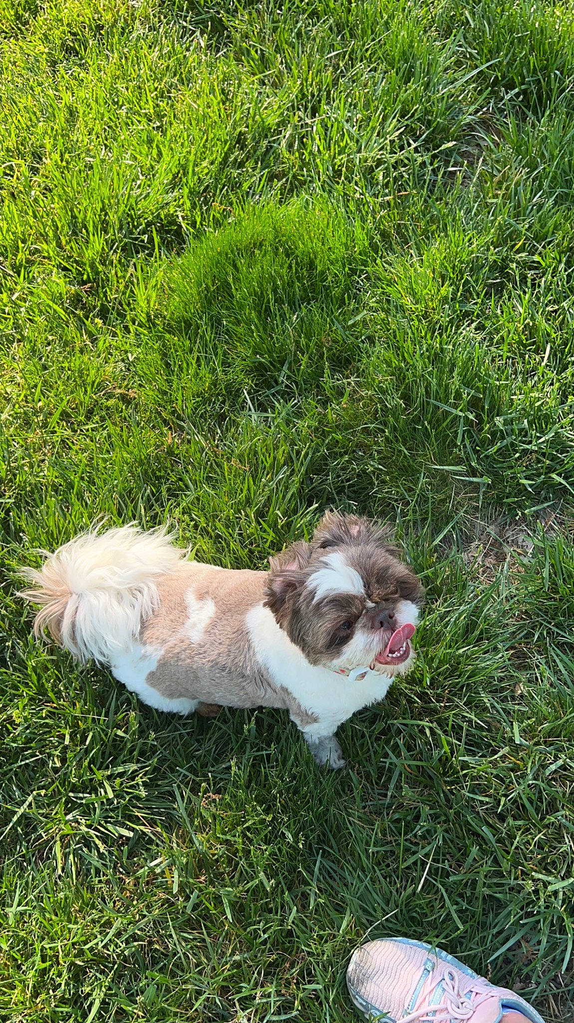 Reeses joined the competition — help win amazing prizes! canidae, carnivore, companion_dog, dog, dog_breed, fawn, felidae, fur, grass, groundcover, liver, plant, shih_tzu, small_terrier, snout, tail, terrier, toy_dog, whiskers, working_animal