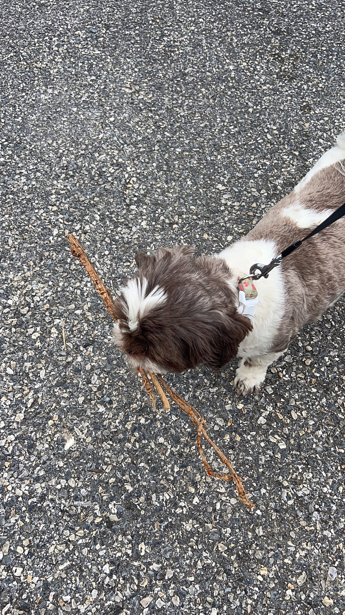 Reeses is registered to the contest to win money with this photo: asphalt, cat, companion_dog, fawn, feather, felidae, fur, grass, paw, plant, road, road_surface, sidewalk, small_to_medium_sized_cats, snout, soil, tail, tar, twig, whiskers