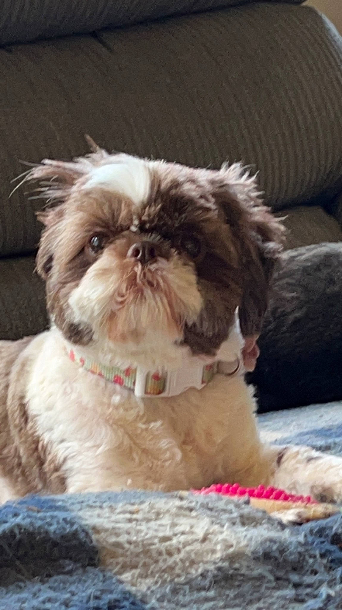 Reeses joined the competition — help win amazing prizes! canidae, carnivore, collar, comfort, companion_dog, dog, dog_breed, dog_collar, dog_supply, fawn, fur, liver, pet_supply, plant, shih_tzu, snout, sporting_group, terrestrial_animal, toy_dog, working_animal