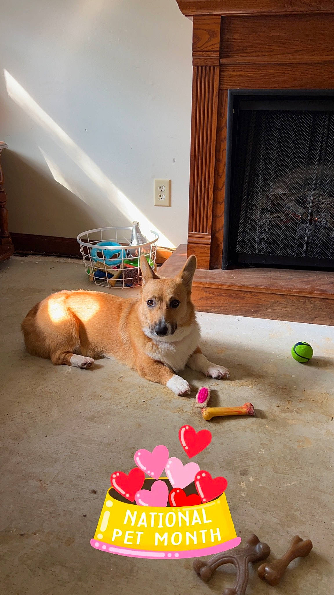 Buttercup is registered to the contest to win money with this photo: canidae, carnivore, companion_dog, dog, dog_breed, dog_supply, dog_toy, doghouse, door, fawn, floor, flooring, hardwood, paw, pet_supply, room, sporting_group, tail, toy, wood