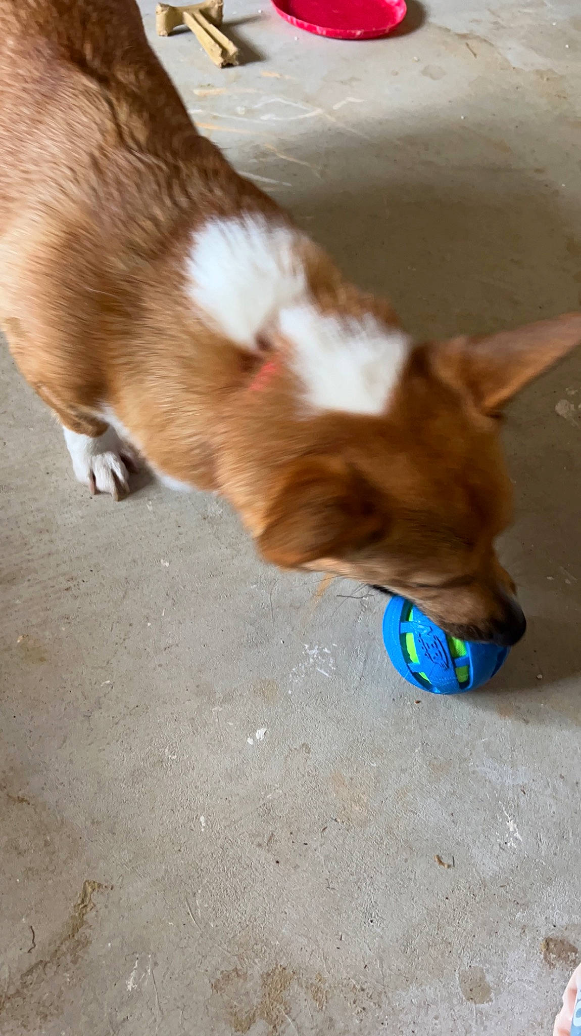 Buttercup joined the competition — help win amazing prizes! canidae, cardigan_welsh_corgi, carnivore, companion_dog, dog, dog_breed, dog_supply, fawn, felidae, fur, paw, puppy, small_to_medium_sized_cats, snout, sporting_group, tail, whiskers, wildlife, wood, working_animal