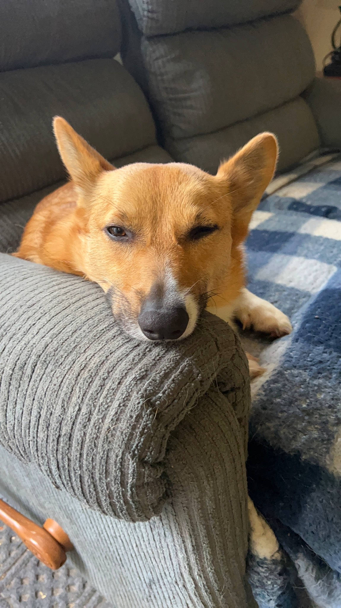 Buttercup is registered to the contest to win money with this photo: canidae, carnivore, comfort, companion_dog, dog, dog_breed, fawn, fur, hardwood, linens, non_sporting_group, sleeper_chair, snout, sporting_group, tail, terrestrial_animal, whiskers, wood, working_animal