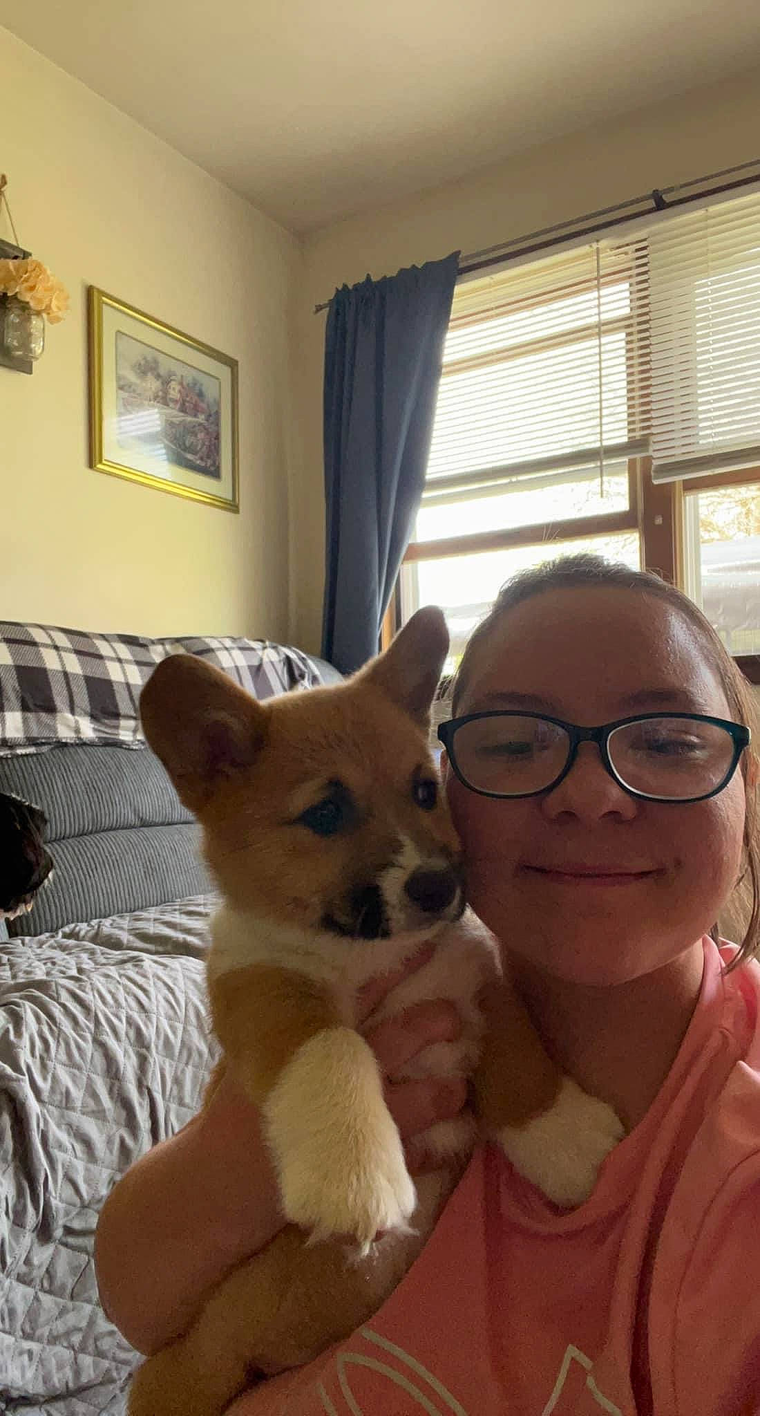 Buttercup joined the competition — help win amazing prizes! carnivore, chair, comfort, companion_dog, couch, curtain, dog, dog_breed, fawn, flooring, happy, picture_frame, room, smile, stuffed_toy, toy, window, window_blind, window_treatment, wood