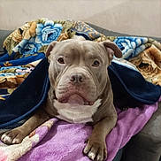 Bouba participe au concours pour gagner de l'argent avec cette photo : dog, pet, blanket, floral, purple, couch, fur, paws, indoors, resting, canine, animal, comfort, portrait, face, ears, nose, eyes, snout, cozy
