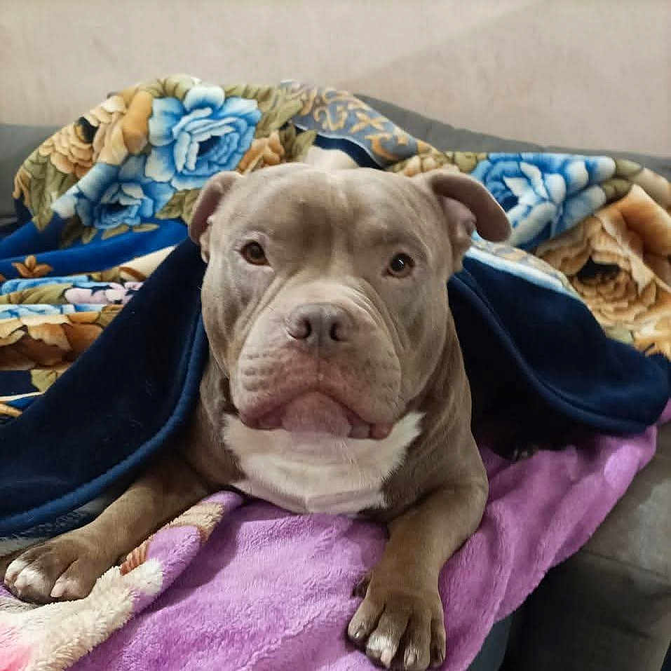 Bouba