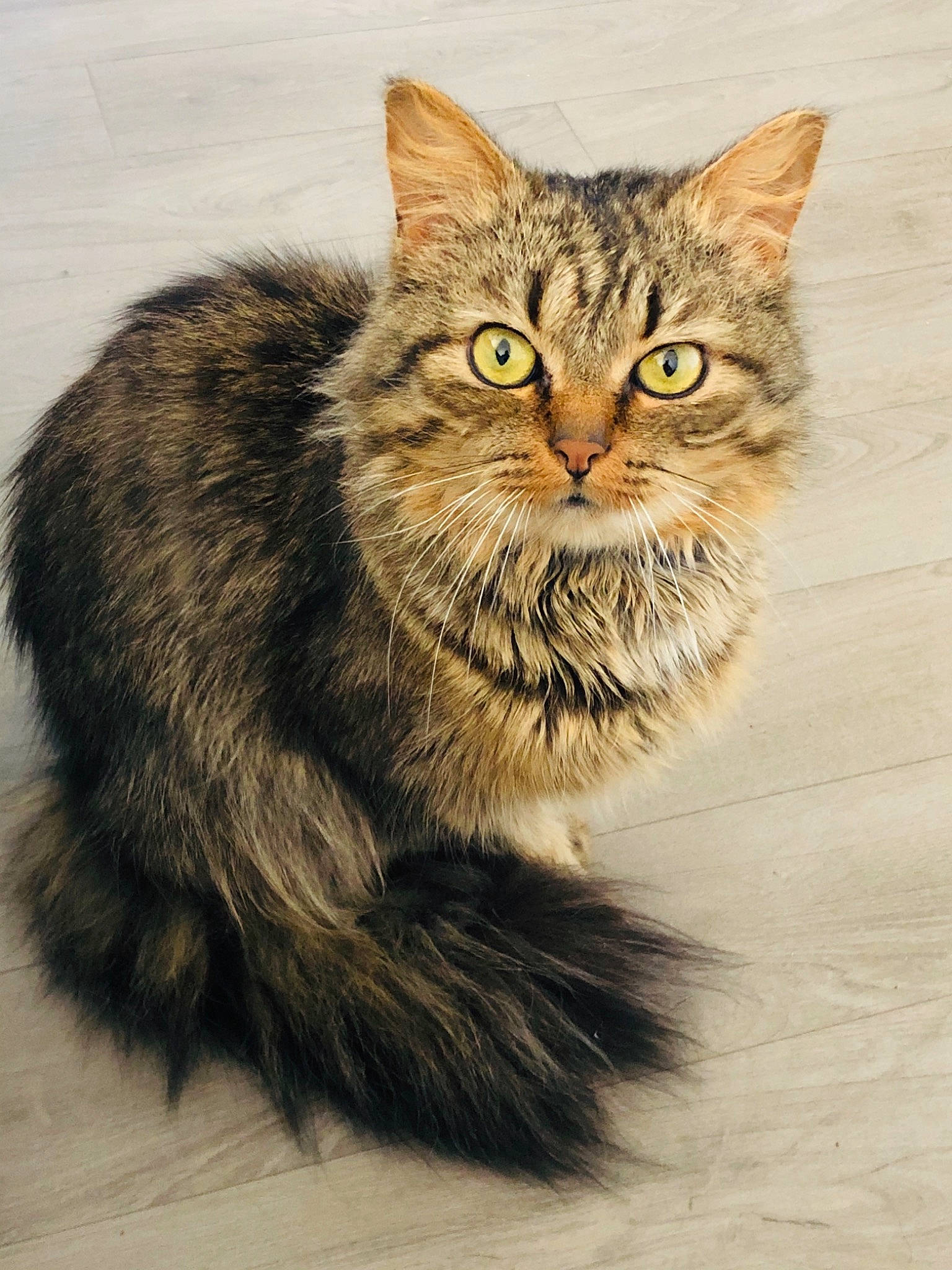 Nini a rejoint le concours — aidez-le/la à gagner de superbes lots ! art, box, carnivore, cat, domestic_short_haired_cat, eye, felidae, fur, illustration, maine_coon, paw, small_to_medium_sized_cats, snout, terrestrial_animal, whiskers, wildlife, window