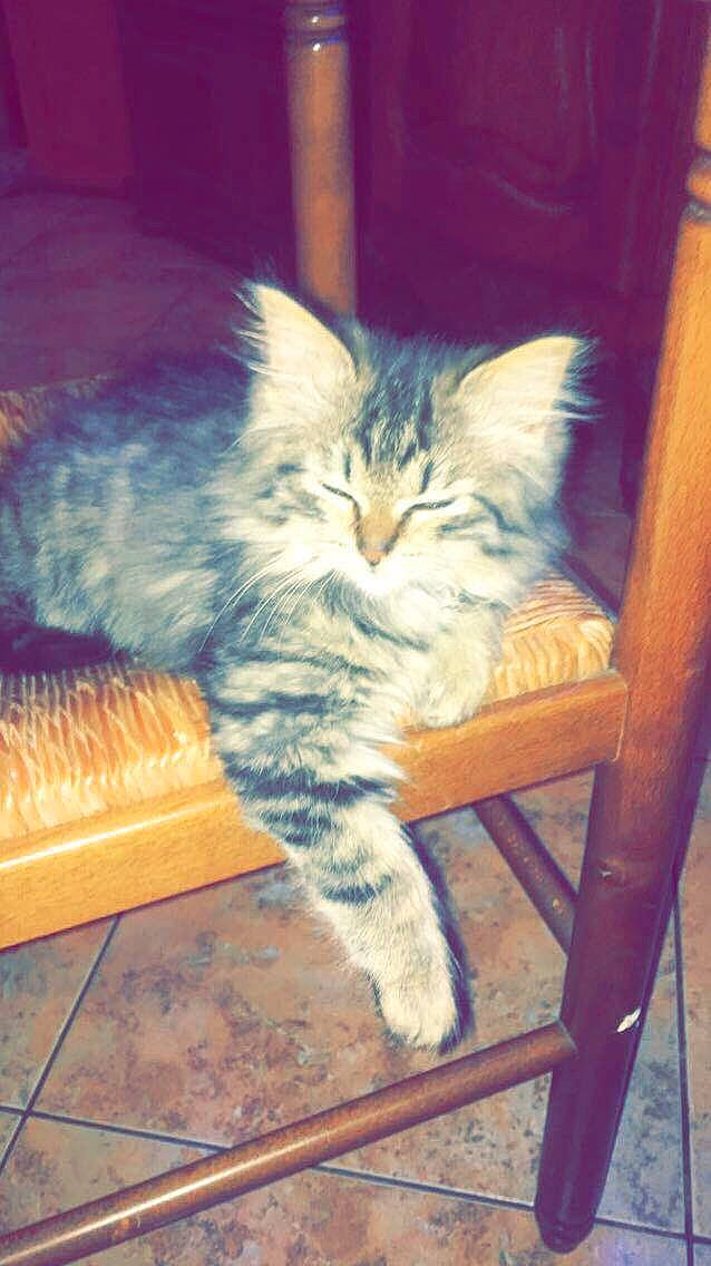 Nini participe au concours pour gagner de l'argent avec cette photo : carnivore, cat, claw, cloud, comfort, domestic_short_haired_cat, electric_blue, felidae, flooring, fur, hardwood, lap, paw, plant, small_to_medium_sized_cats, snout, tail, whiskers, window, wood