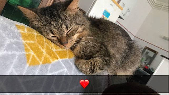 Nini participe au concours pour gagner de l'argent avec cette photo : box, carnivore, cat, claw, comfort, domestic_short_haired_cat, felidae, fur, kitchen_utensil, light_switch, nap, paw, picture_frame, rectangle, sleep, small_to_medium_sized_cats, snout, tableware, whiskers