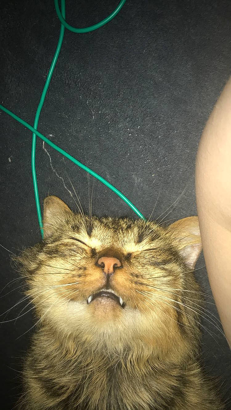 Nini a rejoint le concours — aidez-le/la à gagner de superbes lots ! carnivore, cat, chest, darkness, domestic_short_haired_cat, ear, eye, fawn, felidae, fur, grass, macro_photography, organism, paw, small_to_medium_sized_cats, snout, terrestrial_animal, whiskers, wildlife