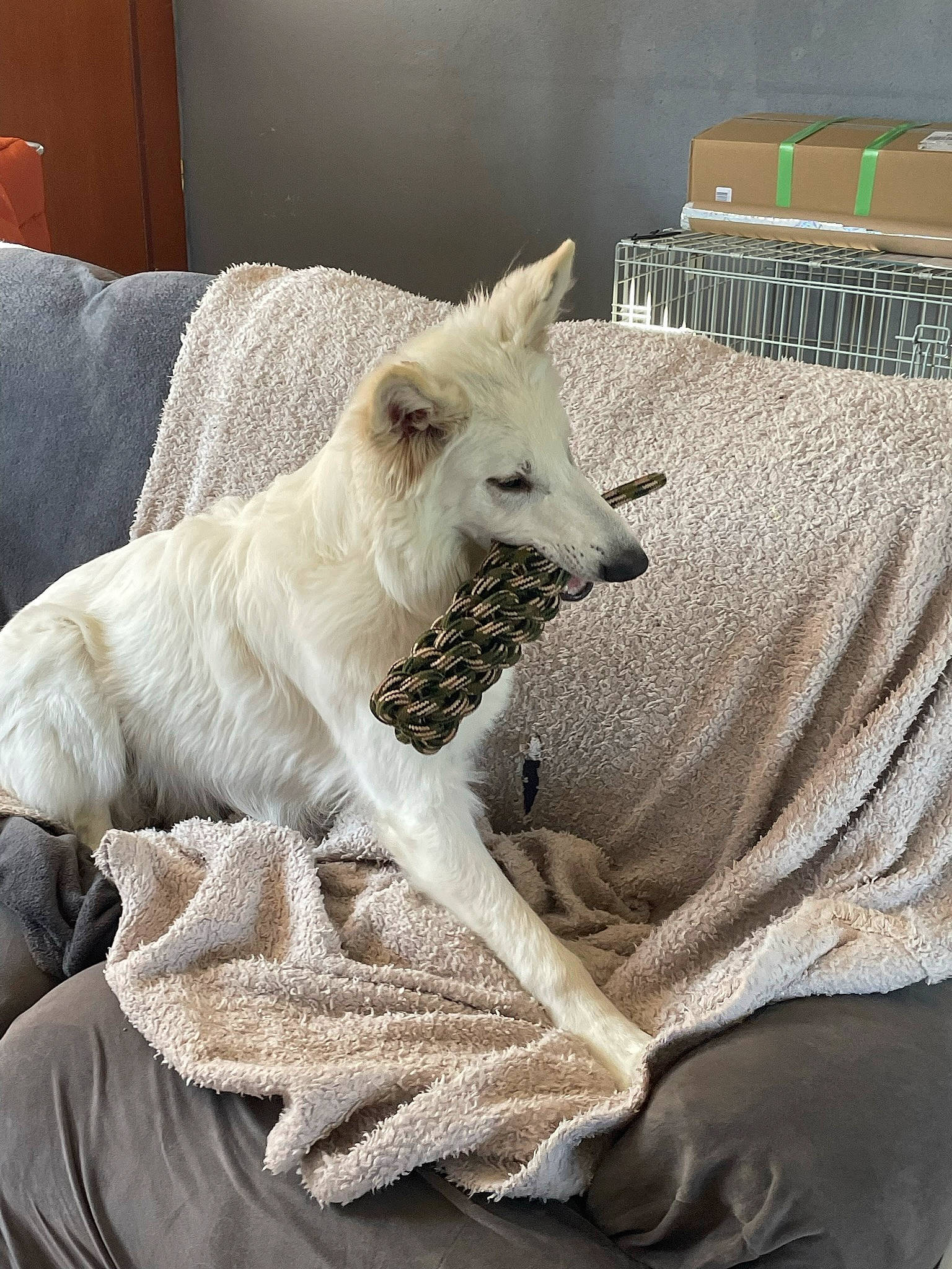 Taxi participe au concours pour gagner de l'argent avec cette photo : bed_sheet, bedding, canidae, carnivore, comfort, companion_dog, dog, dog_breed, fawn, felidae, fur, linens, small_to_medium_sized_cats, snout, sporting_group, tail, terrestrial_animal, whiskers, wood, working_animal