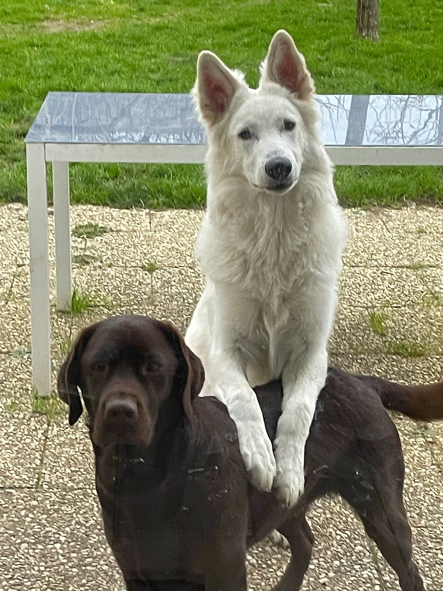 Obélix participe au concours pour gagner de l'argent avec cette photo : ancient_dog_breeds, canidae, carnivore, companion_dog, dog, dog_breed, dog_collar, fawn, guard_dog, gun_dog, hunting_dog, kintamani, non_sporting_group, snout, sporting_group, tail, terrestrial_animal, working_animal, working_dog