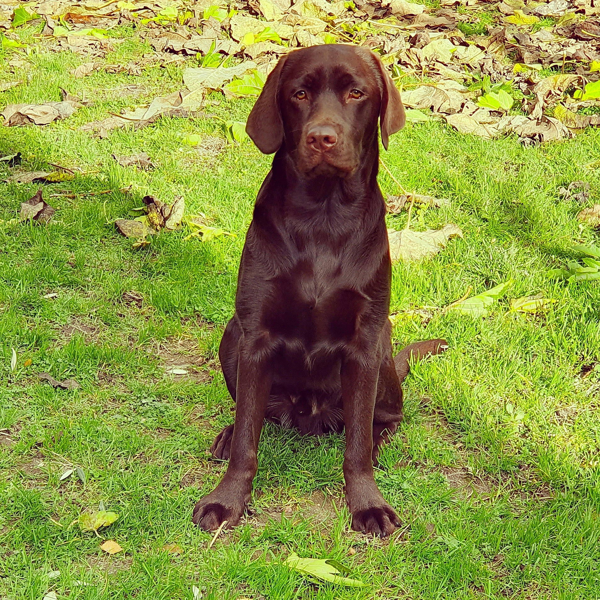 Obélix a rejoint le concours — aidez-le/la à gagner de superbes lots ! canidae, carnivore, chesapeake_bay_retriever, dog, dog_breed, field_trial, flat_coated_retriever, german_longhaired_pointer, gun_dog, hunting_dog, labrador_retriever, liver, mammal, pointing_breed, pudelpointer, rare_breed_dog, retriever, sporting_group, vertebrate