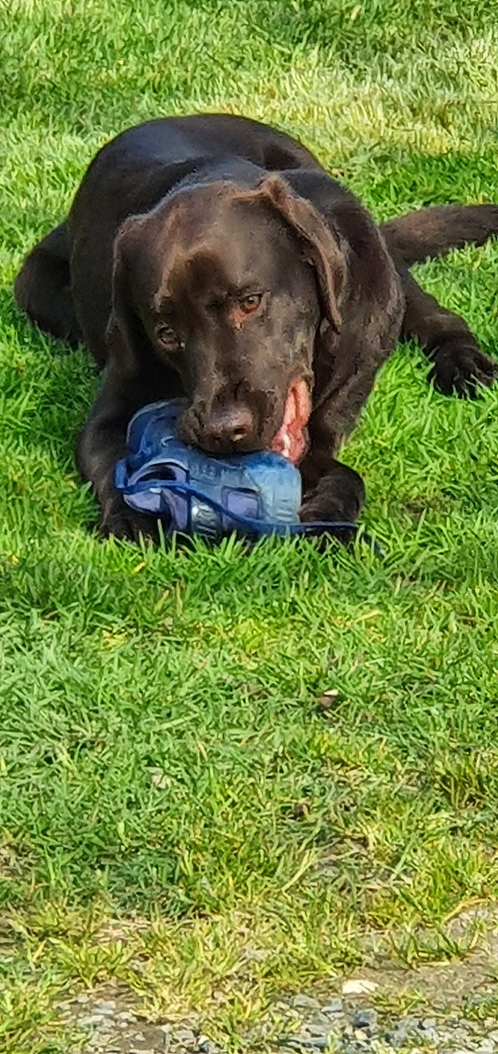 Obélix participe au concours pour gagner de l'argent avec cette photo : beagador, canidae, carnivore, dog, dog_breed, field_trial, german_longhaired_pointer, grass, hunting_dog, labrador_retriever, liver, mammal, pointing_breed, retriever, snout, sporting_group, vertebrate
