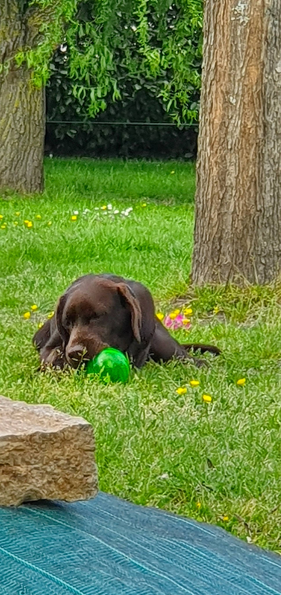 Obélix participe au concours pour gagner de l'argent avec cette photo : canidae, carnivore, dog, dog_breed, german_longhaired_pointer, grass, hunting_dog, liver, mammal, plant, pointing_breed, pudelpointer, puppy, retriever, sporting_group, stichelhaar, vertebrate