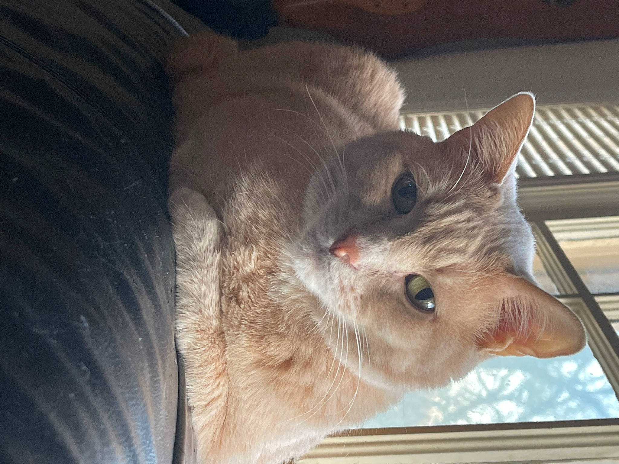 Dan is registered to the contest to win money with this photo: carnivore, cat, claw, comfort, domestic_short_haired_cat, fawn, felidae, fur, nap, paw, small_to_medium_sized_cats, snout, whiskers, window