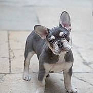 Athéna participe au concours pour gagner de l'argent avec cette photo : french_bulldog, puppy, dog, pet, canine, ears, floor, stone, tilted_head, curious, adorable, young, animal, mammal, standing, cute, portrait, outdoor, companion, friendly