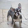 french_bulldog, puppy, dog, pet, canine, ears, floor, stone, tilted_head, curious, adorable, young, animal, mammal, standing, cute, portrait, outdoor, companion, friendly